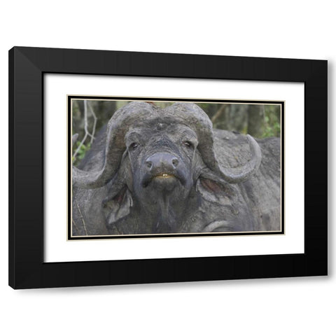 Kenya Frontal view of Cape buffalo Black Modern Wood Framed Art Print with Double Matting by Williams, Joanne
