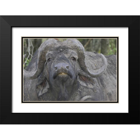 Kenya Frontal view of Cape buffalo Black Modern Wood Framed Art Print with Double Matting by Williams, Joanne