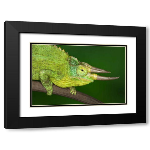 Kenya Close-up of Jacksons Chameleon on limb Black Modern Wood Framed Art Print with Double Matting by Flaherty, Dennis