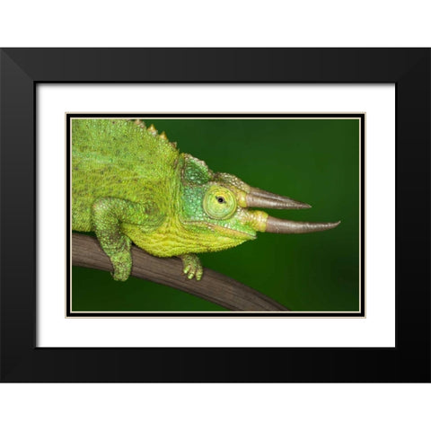 Kenya Close-up of Jacksons Chameleon on limb Black Modern Wood Framed Art Print with Double Matting by Flaherty, Dennis