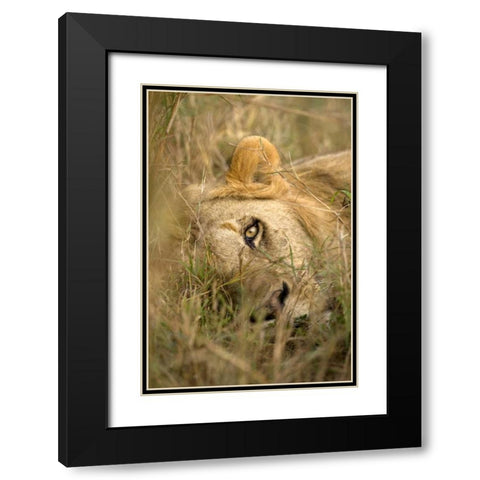 Kenya, Masai Mara Male lion sleeping in grass Black Modern Wood Framed Art Print with Double Matting by Zuckerman, Jim