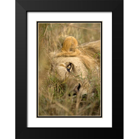 Kenya, Masai Mara Male lion sleeping in grass Black Modern Wood Framed Art Print with Double Matting by Zuckerman, Jim