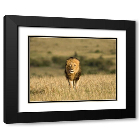 Kenya, Masai Mara Male lion walking in dry grass Black Modern Wood Framed Art Print with Double Matting by Zuckerman, Jim