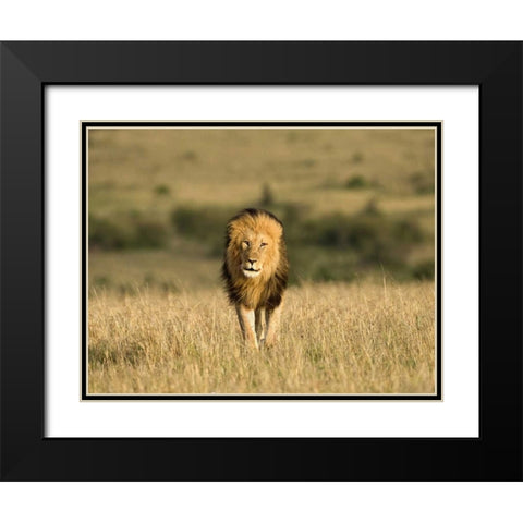Kenya, Masai Mara Male lion walking in dry grass Black Modern Wood Framed Art Print with Double Matting by Zuckerman, Jim