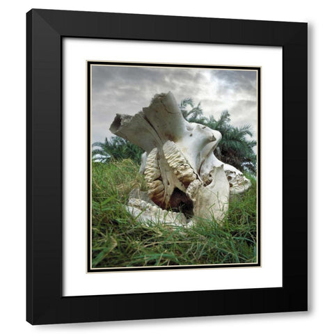 Kenya, Masai Mara Game Reserve Elephant skull Black Modern Wood Framed Art Print with Double Matting by Zuckerman, Jim