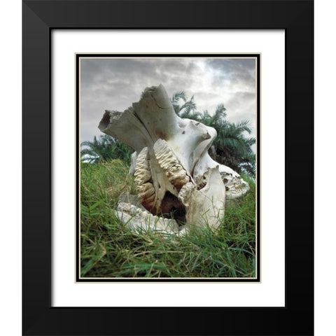 Kenya, Masai Mara Game Reserve Elephant skull Black Modern Wood Framed Art Print with Double Matting by Zuckerman, Jim