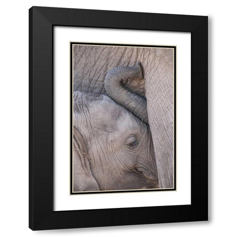 Kenya, Masai Mara Baby elephant nursing Black Modern Wood Framed Art Print with Double Matting by Zuckerman, Jim