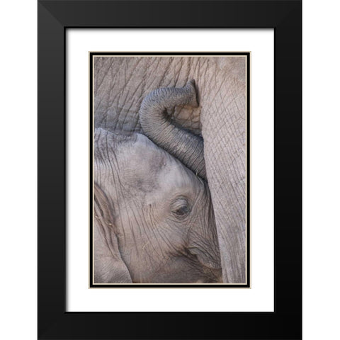 Kenya, Masai Mara Baby elephant nursing Black Modern Wood Framed Art Print with Double Matting by Zuckerman, Jim