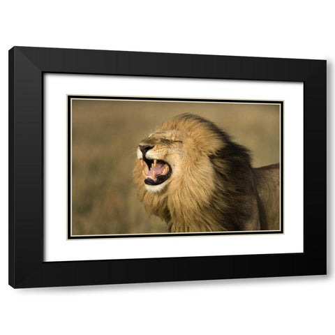 Kenya, Masai Mara Game Reserve Male lion roaring Black Modern Wood Framed Art Print with Double Matting by Zuckerman, Jim