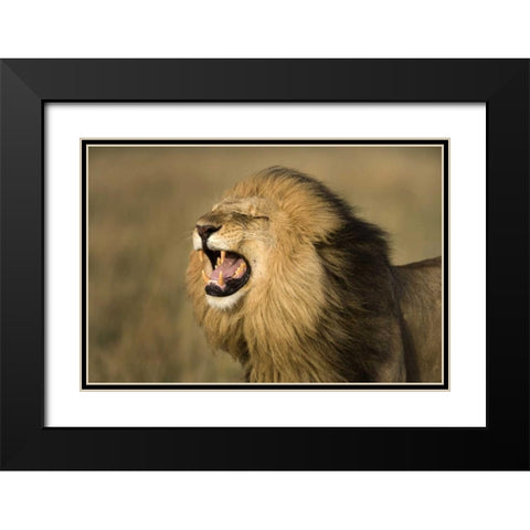 Kenya, Masai Mara Game Reserve Male lion roaring Black Modern Wood Framed Art Print with Double Matting by Zuckerman, Jim