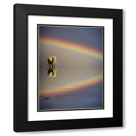 Kenya, Masai Mara Bull elephant and rainbow Black Modern Wood Framed Art Print with Double Matting by Zuckerman, Jim