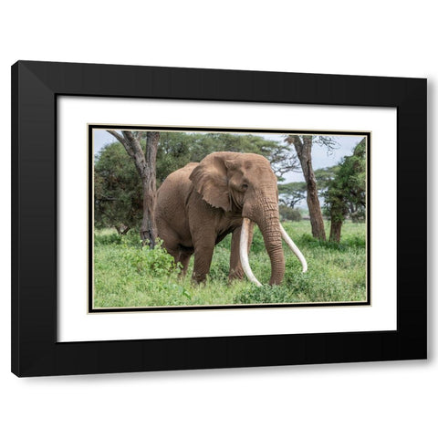 Africa-Kenya-Amboseli National Park Close-up of elephant  Black Modern Wood Framed Art Print with Double Matting by Jaynes Gallery
