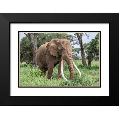 Africa-Kenya-Amboseli National Park Close-up of elephant  Black Modern Wood Framed Art Print with Double Matting by Jaynes Gallery
