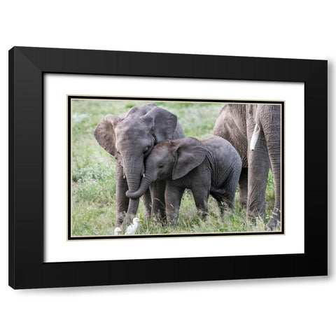 Africa-Kenya-Amboseli National Park Close-up of juvenile elephant  Black Modern Wood Framed Art Print with Double Matting by Jaynes Gallery