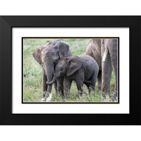 Africa-Kenya-Amboseli National Park Close-up of juvenile elephant  Black Modern Wood Framed Art Print with Double Matting by Jaynes Gallery