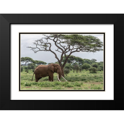 Africa-Kenya-Amboseli National Park Elephant and acacia tree  Black Modern Wood Framed Art Print with Double Matting by Jaynes Gallery