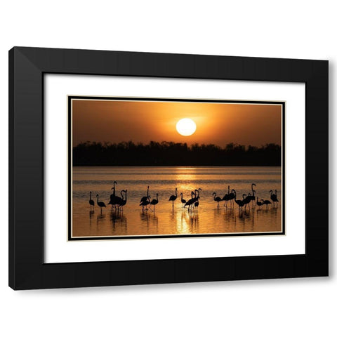 Africa-Kenya-Amboseli National Park Greater flamingos in water at sunrise  Black Modern Wood Framed Art Print with Double Matting by Jaynes Gallery
