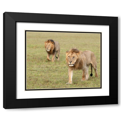 Africa-Kenya-Maasai Mara National Reserve Close-up of two walking lions  Black Modern Wood Framed Art Print with Double Matting by Jaynes Gallery