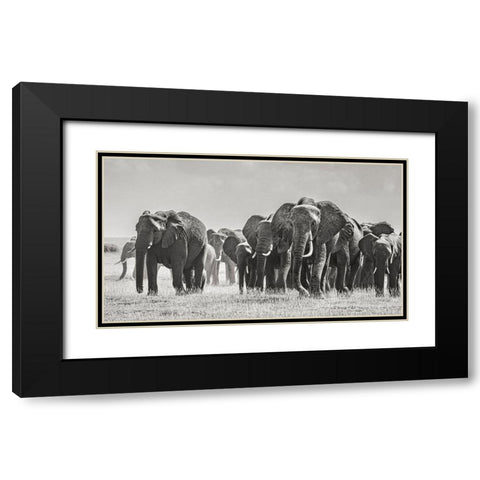 Africa-African elephant-Amboseli National Park Panoramic of front of elephant herd walking  Black Modern Wood Framed Art Print with Double Matting by Jaynes Gallery