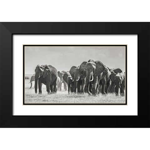 Africa-African elephant-Amboseli National Park Panoramic of front of elephant herd walking  Black Modern Wood Framed Art Print with Double Matting by Jaynes Gallery