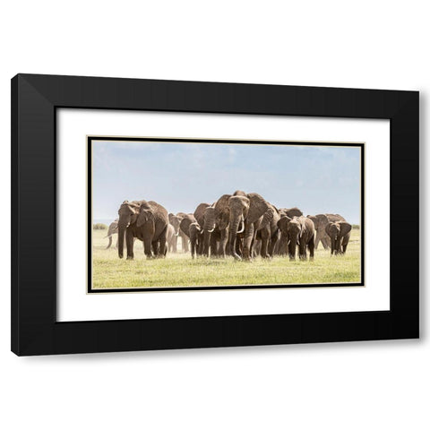 Africa-African elephant-Amboseli National Park Panoramic of front of elephant herd walking  Black Modern Wood Framed Art Print with Double Matting by Jaynes Gallery