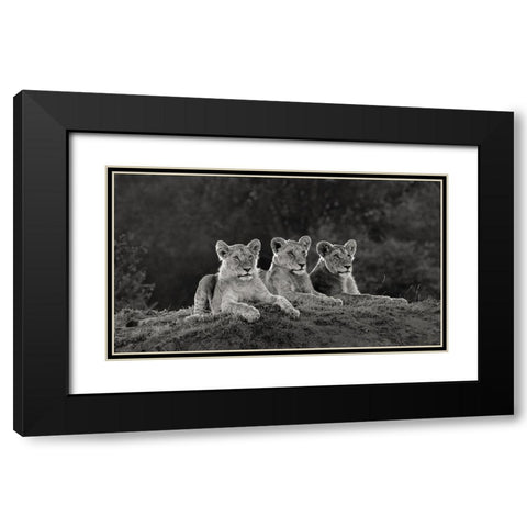 Africa-Kenya-Maasai Mara National Reserve Three resting lions  Black Modern Wood Framed Art Print with Double Matting by Jaynes Gallery