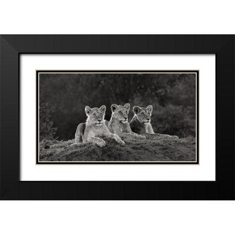 Africa-Kenya-Maasai Mara National Reserve Three resting lions  Black Modern Wood Framed Art Print with Double Matting by Jaynes Gallery
