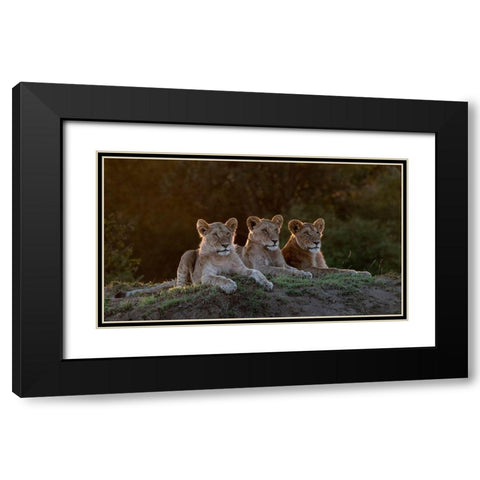 Africa-Kenya-Maasai Mara National Reserve Three resting lions  Black Modern Wood Framed Art Print with Double Matting by Jaynes Gallery