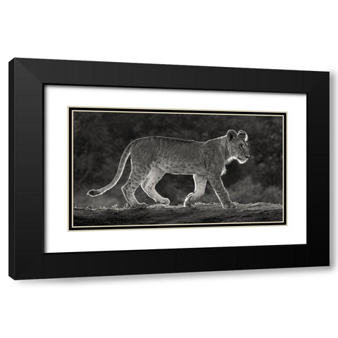 Africa-Kenya-Maasai Mara National Reserve Backlit close-up of young lion  Black Modern Wood Framed Art Print with Double Matting by Jaynes Gallery