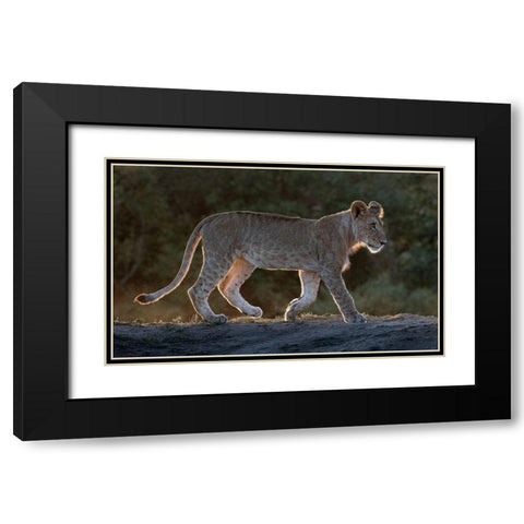 Africa-Kenya-Maasai Mara National Reserve Backlit close-up of young lion  Black Modern Wood Framed Art Print with Double Matting by Jaynes Gallery