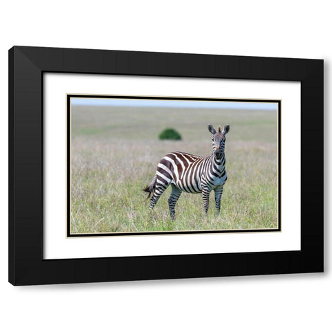 Africa-Kenya-Maasai Mara National Reserve Close-up of lone zebra  Black Modern Wood Framed Art Print with Double Matting by Jaynes Gallery