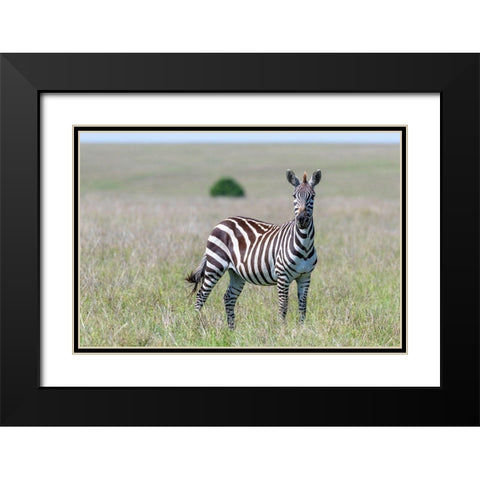 Africa-Kenya-Maasai Mara National Reserve Close-up of lone zebra  Black Modern Wood Framed Art Print with Double Matting by Jaynes Gallery