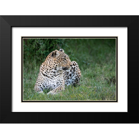 Africa-Kenya-Maasai Mara National Reserve Close-up of resting leopard  Black Modern Wood Framed Art Print with Double Matting by Jaynes Gallery