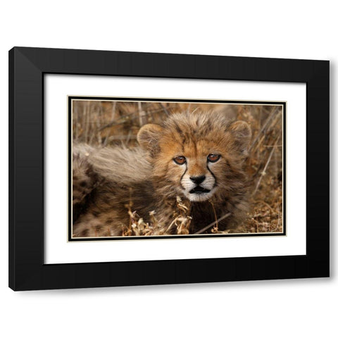 Kenya-Masai Mara National Reserve Cheetah cub close-up Black Modern Wood Framed Art Print with Double Matting by Jaynes Gallery