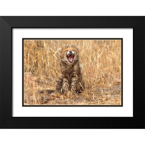 Kenya-Masai Mara National Reserve Close-up of cheetah cub yawning Black Modern Wood Framed Art Print with Double Matting by Jaynes Gallery