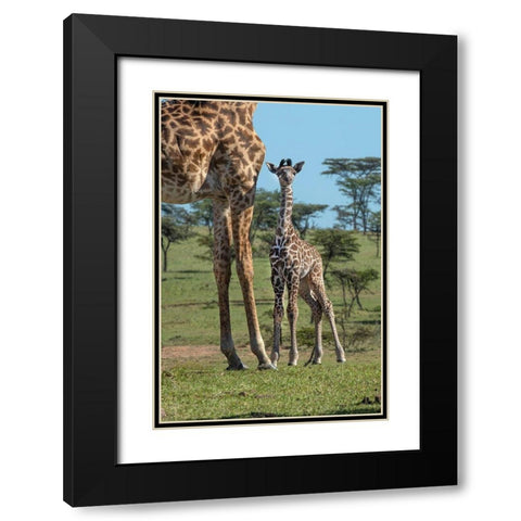 Kenya-Kenya-Masai Mara Conservancy Group of adult giraffes Mother and newborn giraffe close-up Black Modern Wood Framed Art Print with Double Matting by Jaynes Gallery