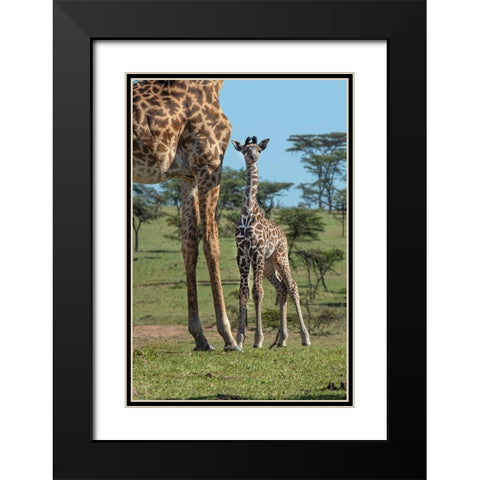 Kenya-Kenya-Masai Mara Conservancy Group of adult giraffes Mother and newborn giraffe close-up Black Modern Wood Framed Art Print with Double Matting by Jaynes Gallery