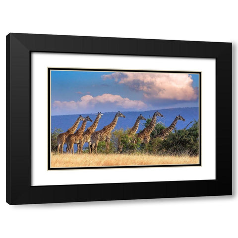 Kenya-Masai Mara Conservancy Group of adult giraffes Black Modern Wood Framed Art Print with Double Matting by Jaynes Gallery