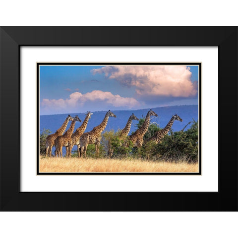 Kenya-Masai Mara Conservancy Group of adult giraffes Black Modern Wood Framed Art Print with Double Matting by Jaynes Gallery
