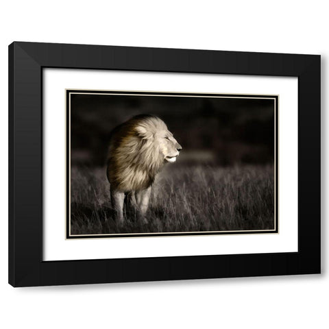 Kenya-Masai Mara National Reserve Abstract of male lion standing in field Black Modern Wood Framed Art Print with Double Matting by Jaynes Gallery