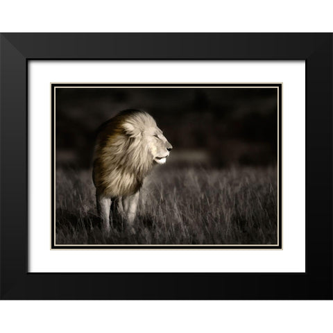 Kenya-Masai Mara National Reserve Abstract of male lion standing in field Black Modern Wood Framed Art Print with Double Matting by Jaynes Gallery