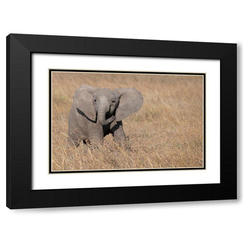 Africa-Kenya-Ol Pejeta Conservancy-Baby African elephant Black Modern Wood Framed Art Print with Double Matting by Hopkins, Cindy Miller