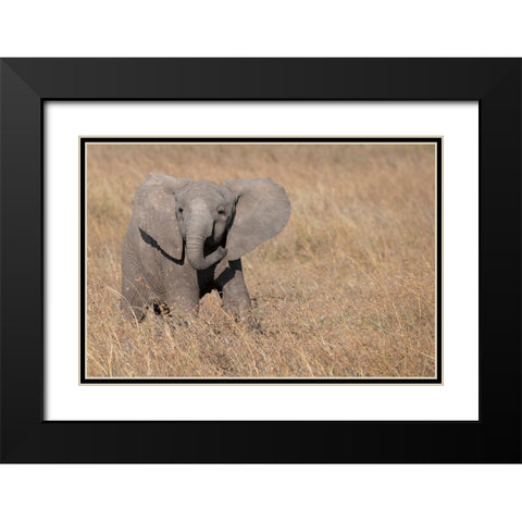 Africa-Kenya-Ol Pejeta Conservancy-Baby African elephant Black Modern Wood Framed Art Print with Double Matting by Hopkins, Cindy Miller