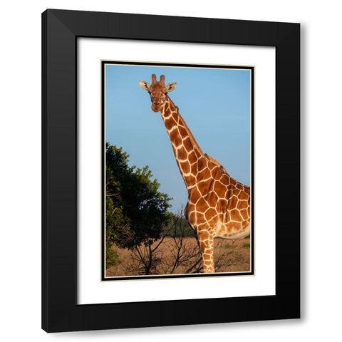 Africa-Kenya-Ol Pejeta Conservancy-Reticulated giraffe with yellow-billed oxpeckers Black Modern Wood Framed Art Print with Double Matting by Hopkins, Cindy Miller