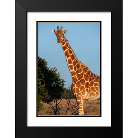 Africa-Kenya-Ol Pejeta Conservancy-Reticulated giraffe with yellow-billed oxpeckers Black Modern Wood Framed Art Print with Double Matting by Hopkins, Cindy Miller