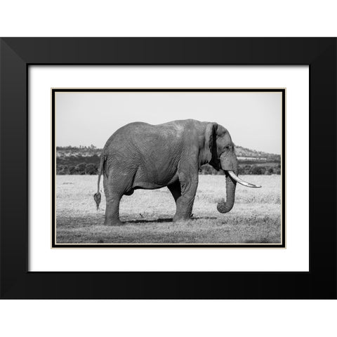 Africa-Kenya-Ol Pejeta Conservancy-Lone bull African elephant Black Modern Wood Framed Art Print with Double Matting by Hopkins, Cindy Miller