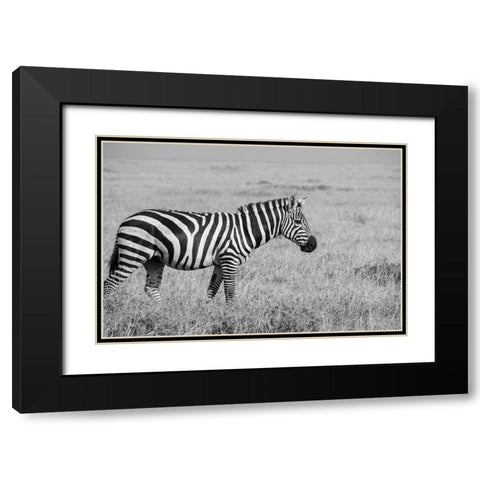 Africa-Kenya-Ol Pejeta Conservancy-Bruchells zebra-Equus burchellii-in grassland habitat, Black Modern Wood Framed Art Print with Double Matting by Hopkins, Cindy Miller