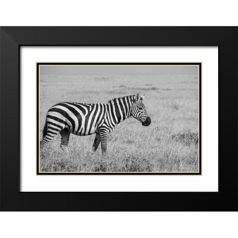 Africa-Kenya-Ol Pejeta Conservancy-Bruchells zebra-Equus burchellii-in grassland habitat, Black Modern Wood Framed Art Print with Double Matting by Hopkins, Cindy Miller