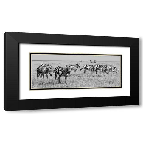 Africa-Kenya-Ol Pejeta Conservancy-Herd of Bruchells zebra-Equus burchellii-in grassland habitat Black Modern Wood Framed Art Print with Double Matting by Hopkins, Cindy Miller