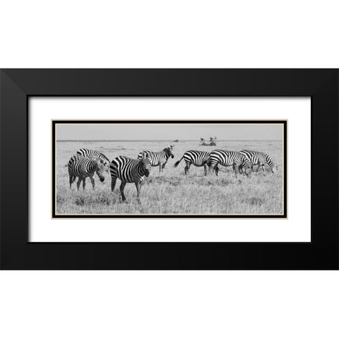 Africa-Kenya-Ol Pejeta Conservancy-Herd of Bruchells zebra-Equus burchellii-in grassland habitat Black Modern Wood Framed Art Print with Double Matting by Hopkins, Cindy Miller